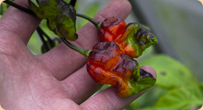 Nová semínka chilli papriček v našem eshopu pro sezónu 2021