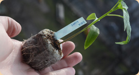 Kořeny papričky prorostly rašelinovým Jiffem