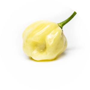 Habanero White Giant