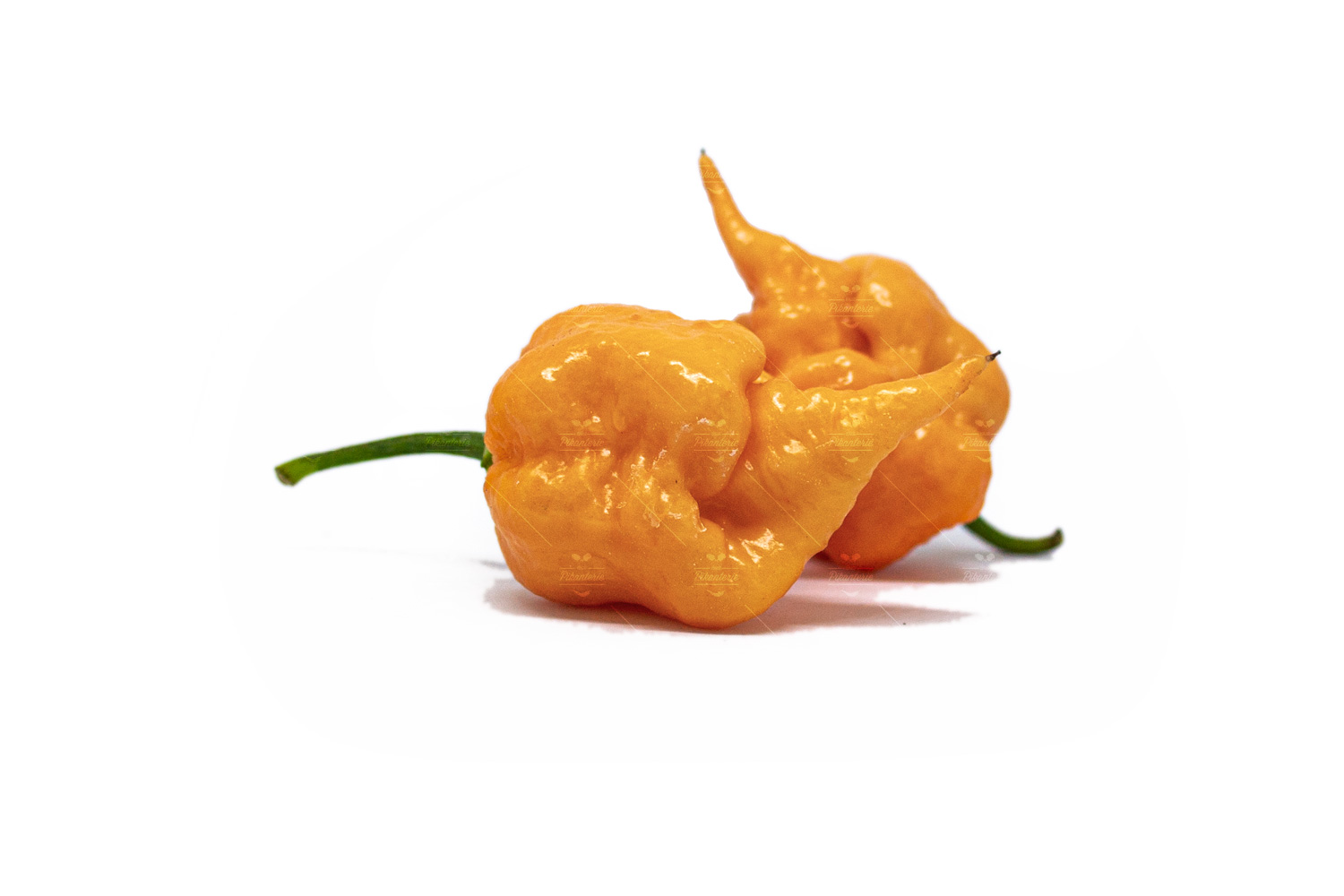 Carolina reaper semínka