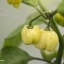 Habanero White Giant