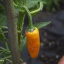 Jalapeno Orange
