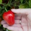 Rocoto Red Giant