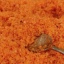 Sůl s papričkami Habanero