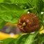 Trini. S. Moruga Choco