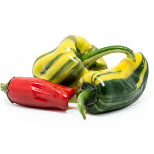 Bryan's Blood Rainbow